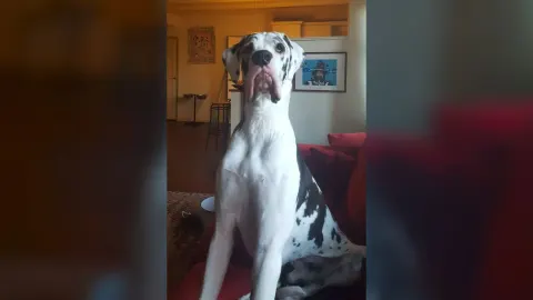 An adult harlequin Great Dane with a white coat and black patches sitting upright on a red sofa indoors